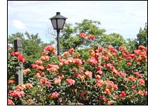 Owens Memorial Rose Garden