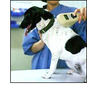 Pet Microchip Testing